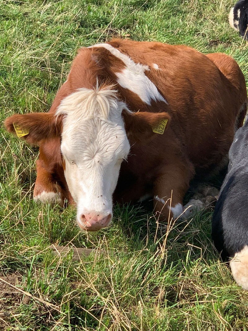 a brown and white cow with yellow identifying tags on its ears