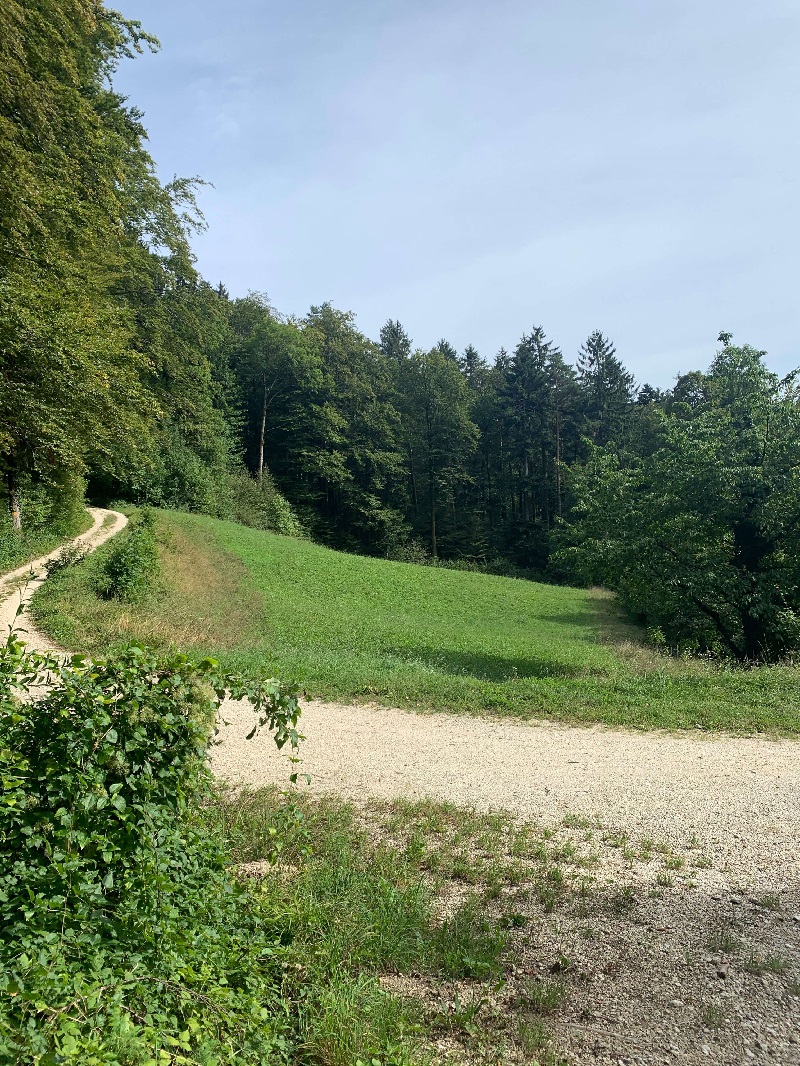 a winding gravel path in a clearing in the forest