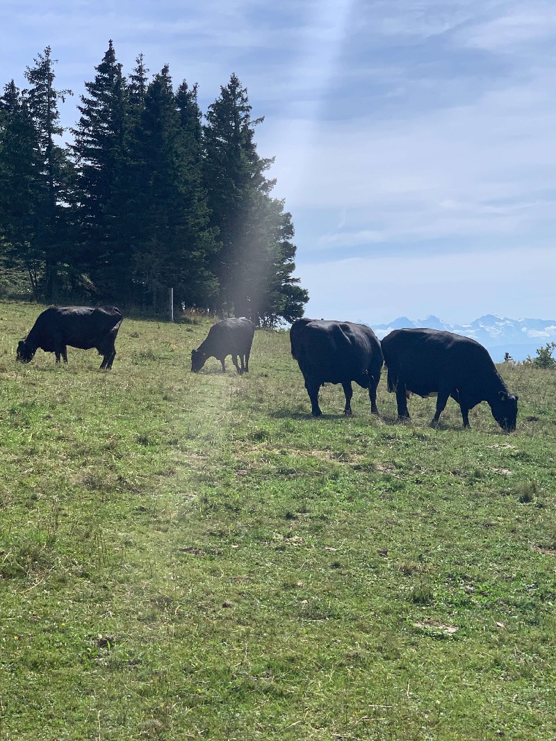 a field full of solid black cows