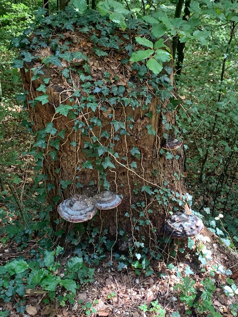a tree stump covered in vines and mushrooms